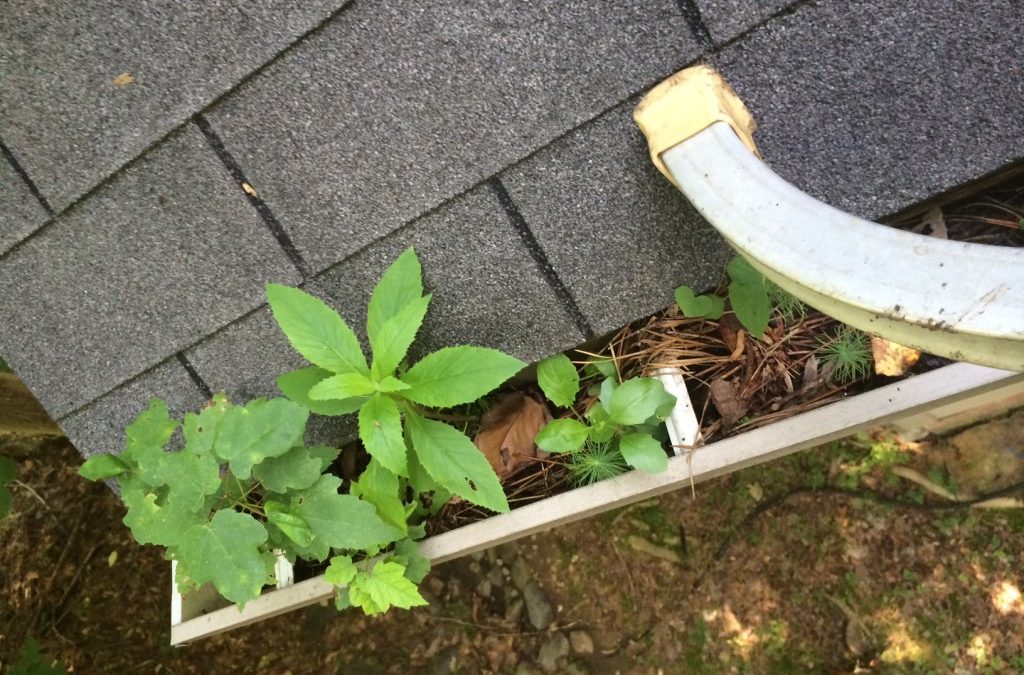 Clogged Gutters Paducah